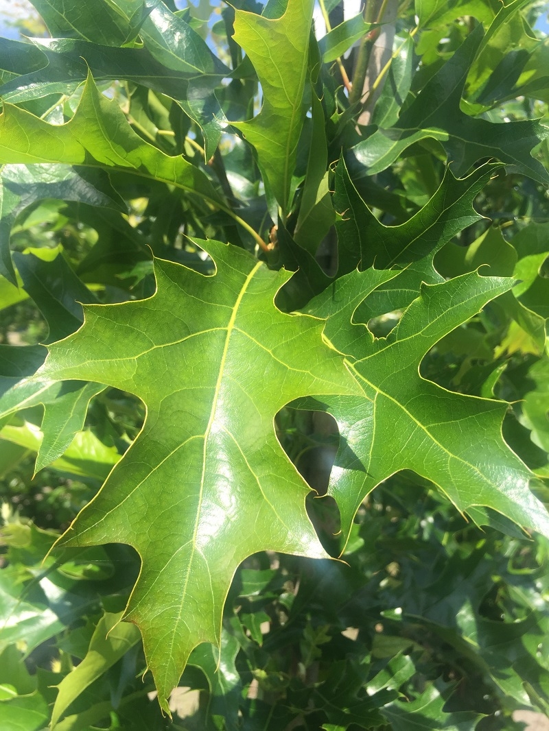 the deep lobed leaf of Quercus palustris Green Pillar
