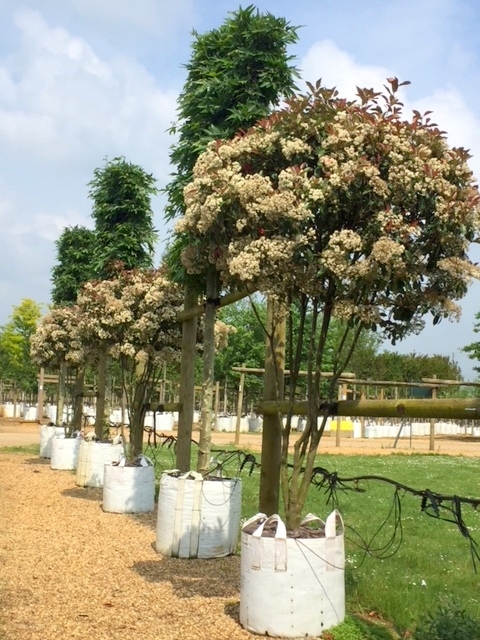 Photinia fraseri Red Robin in summer months at barcham trees