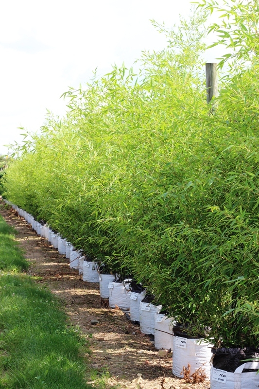 Phyllostachys nigra Multi-stem in summer months at barcham trees nursery