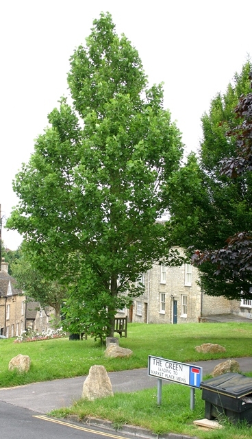 mature Liriodendron tulipifera Fastigiata