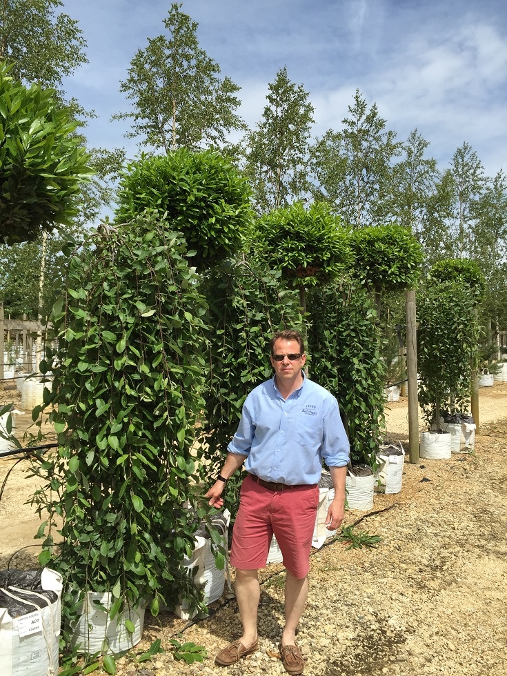 Salix caprea Pendula on Barcham Trees nursery