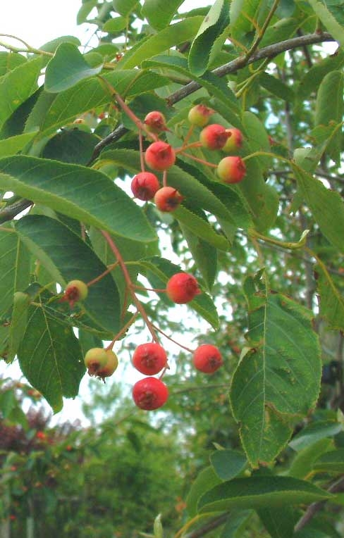 The small berries of Amelanchier lamarckii