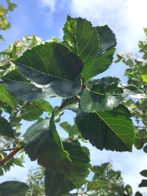 The glossy green leaves of Crataegus succulenta Jubilee