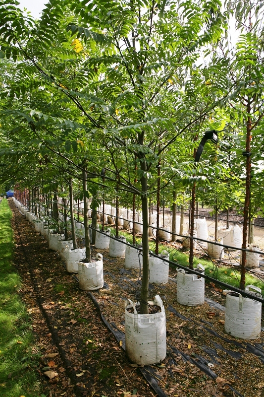 Pterocarya fraxinifolia at barcham treess