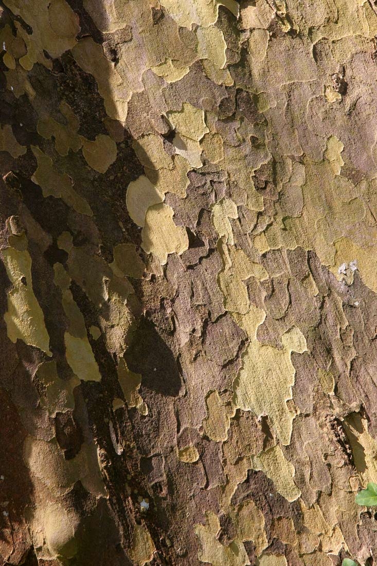 the bark of Platanus hispanica Alphens Globe