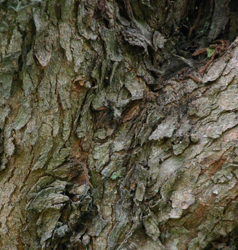 mature bark of Ostrya carpinifolia