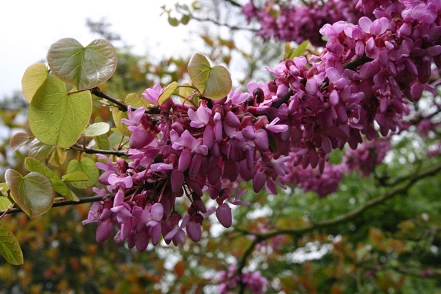 The pink pea like flower of Cercis siliquastrum