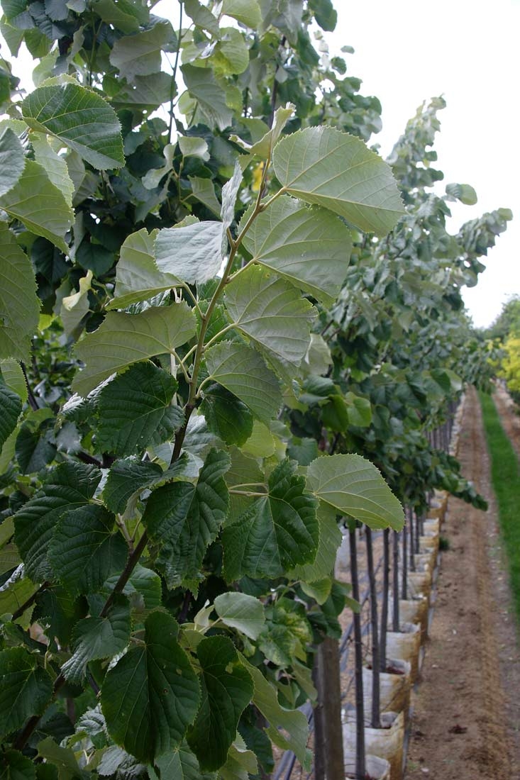 Foliage of Tilia tomentosa Brabant at Barcham Trees