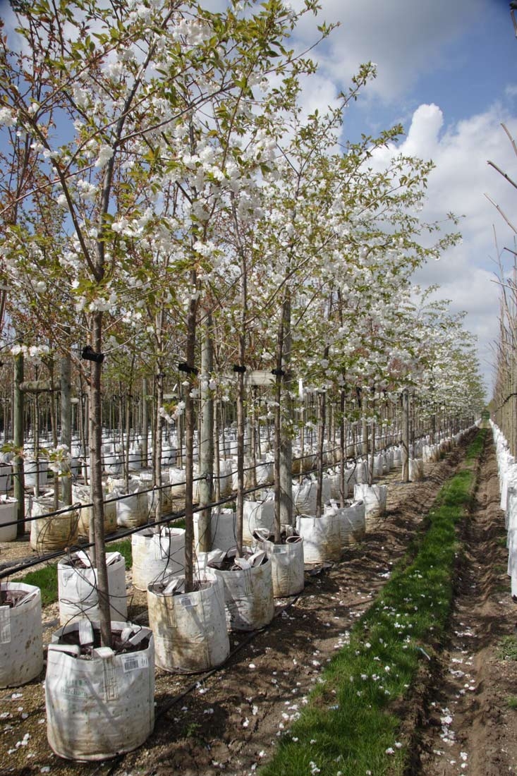Prunus shirotae at Barcham Trees