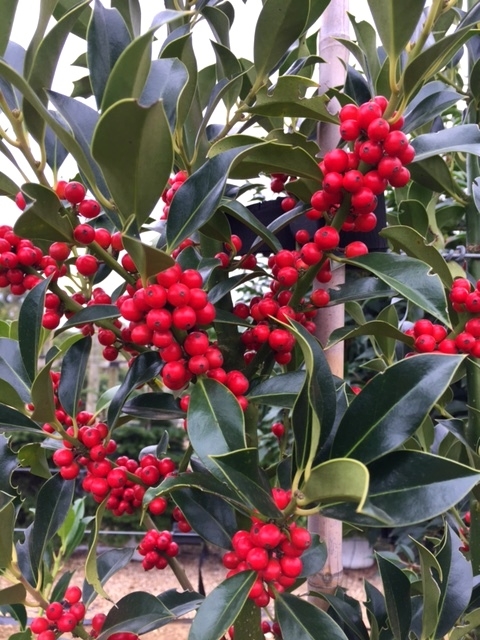 The profuse red berries of Ilex aquifolium J C Van Tol