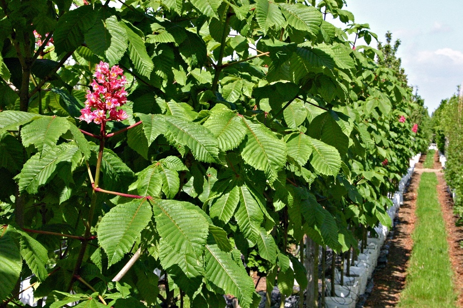 leaves and flowers of Aesculus x carnea Briotti