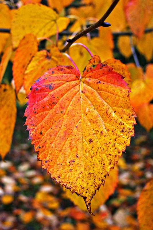 autumn foliage of Davidia involucrata
