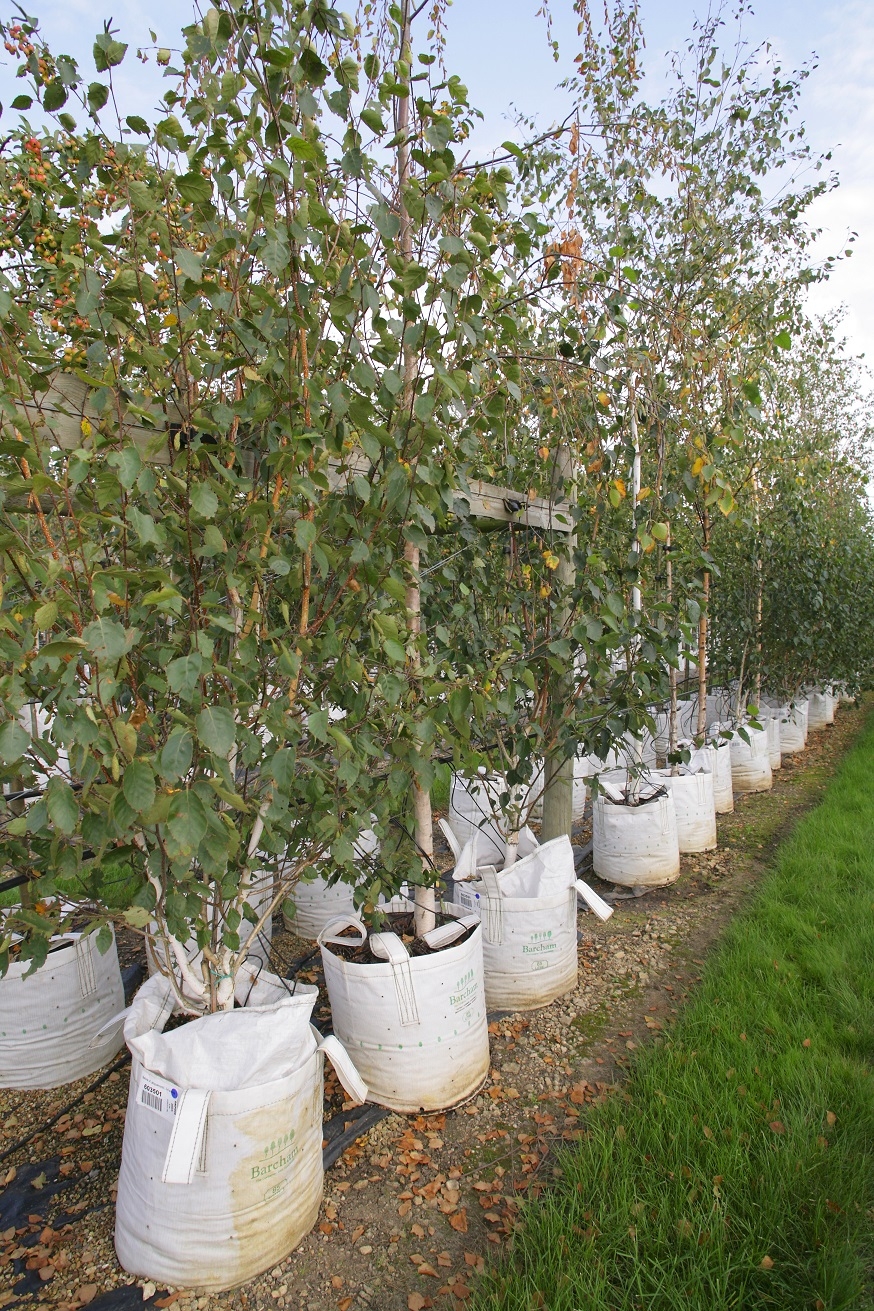 Betula utilis Jacquemontii multi-stem at barcham trees