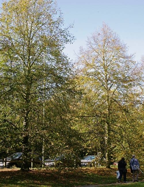 Mature Tilia cordata Greenspire