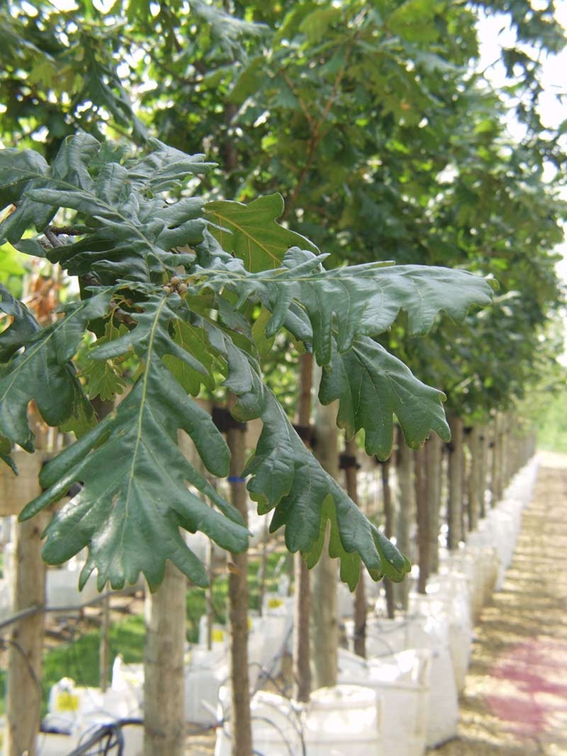 the lobd leaf of Quercus frainetto
