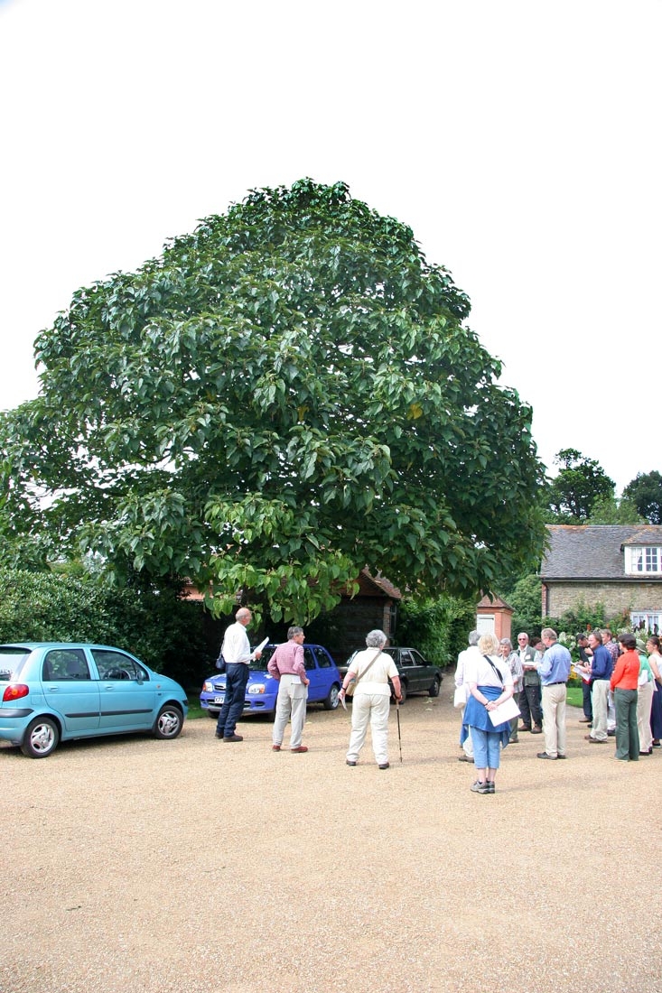mature specimen of Paulownia tomentosa