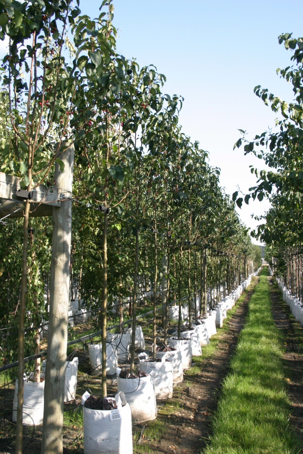 Malus baccata Street Parade