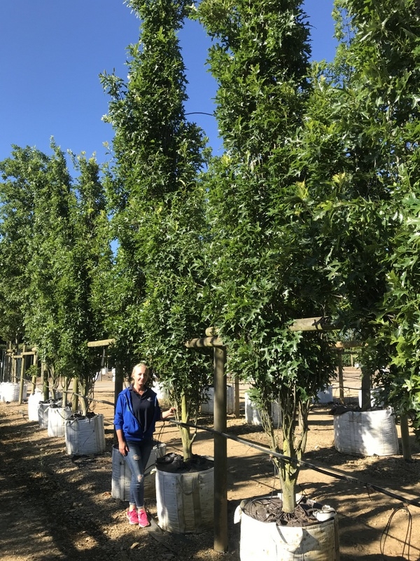 semi mature Quercus royal prince at barcham treess