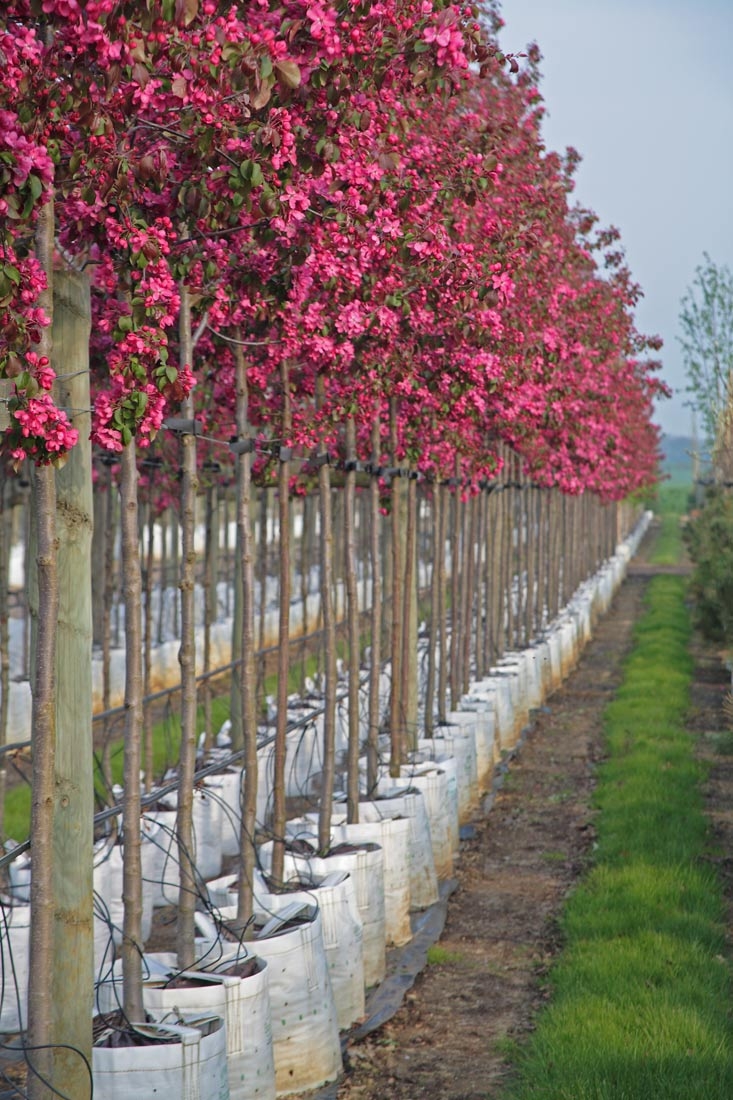 Malus Rudolph at barcham trees
