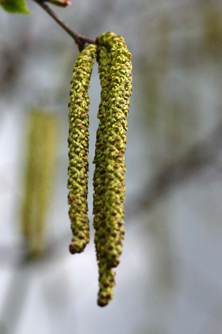 The catkins of   Betula utilis Jacquemontii