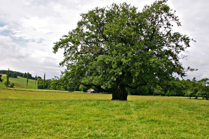 mature Alnus glutinosa