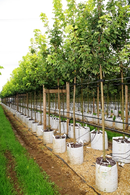 Acer pseudoplatanus Worleii at barcham trees