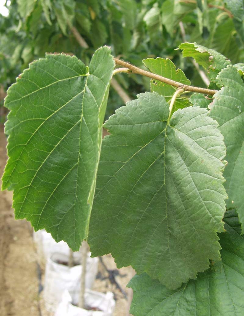the large leaf of Corylus colurna