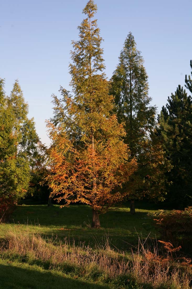 Autumn colour of Metasequoia glyptostroboides