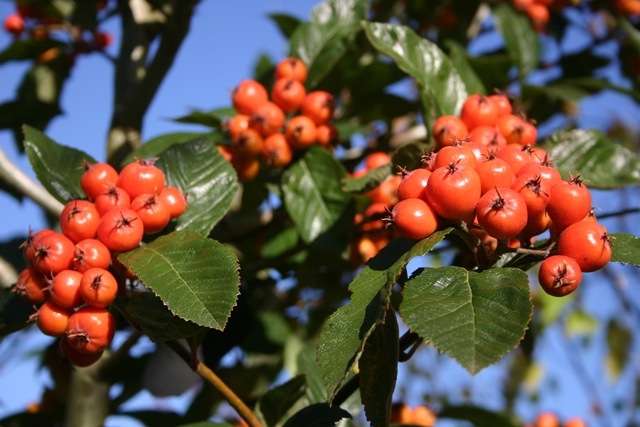 the orange/red berries of  Crataegus x lavalleei