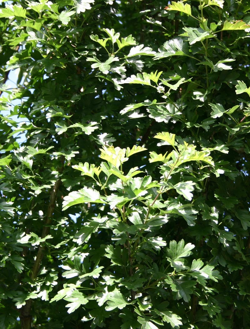 the foliage of Crataegus monogyna Stricta