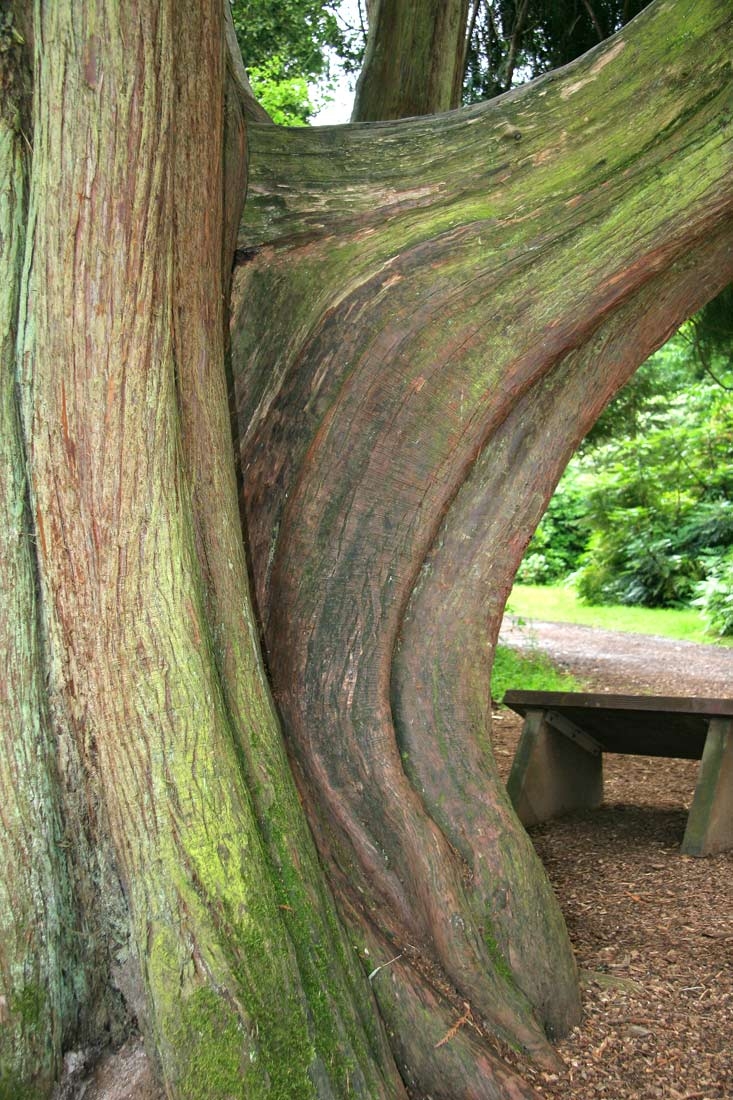 Thuya plicata Atrovirens mature bark