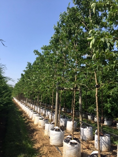 Halesia Carolina at Barcham Trees