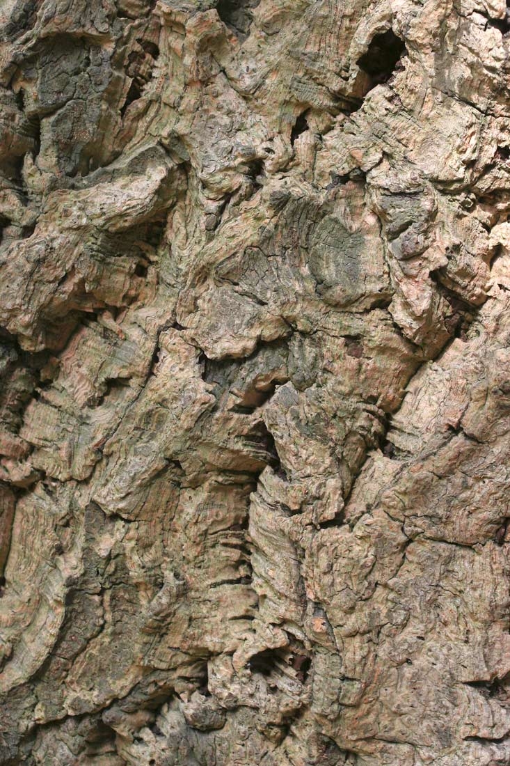 the corky fissured bark of Quercus Suber