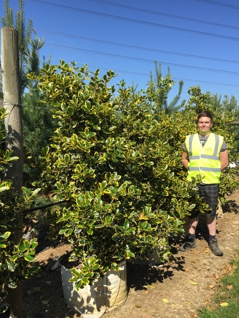 Ilex x altaclerensis Golden King at Barcham Trees