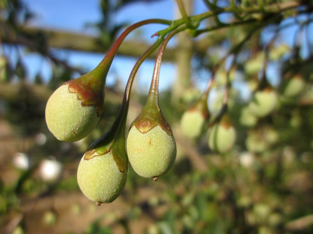 The berries of Styrax japonicus  june snow