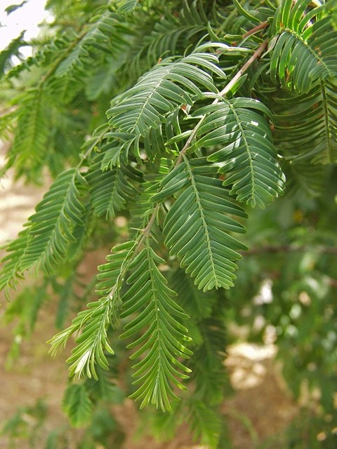 The foliage of Metasequoia glyptostroboides