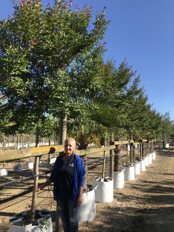 Medium Violet Crape Myrtle from this batch <> Lagerstroemia indica Violacea
