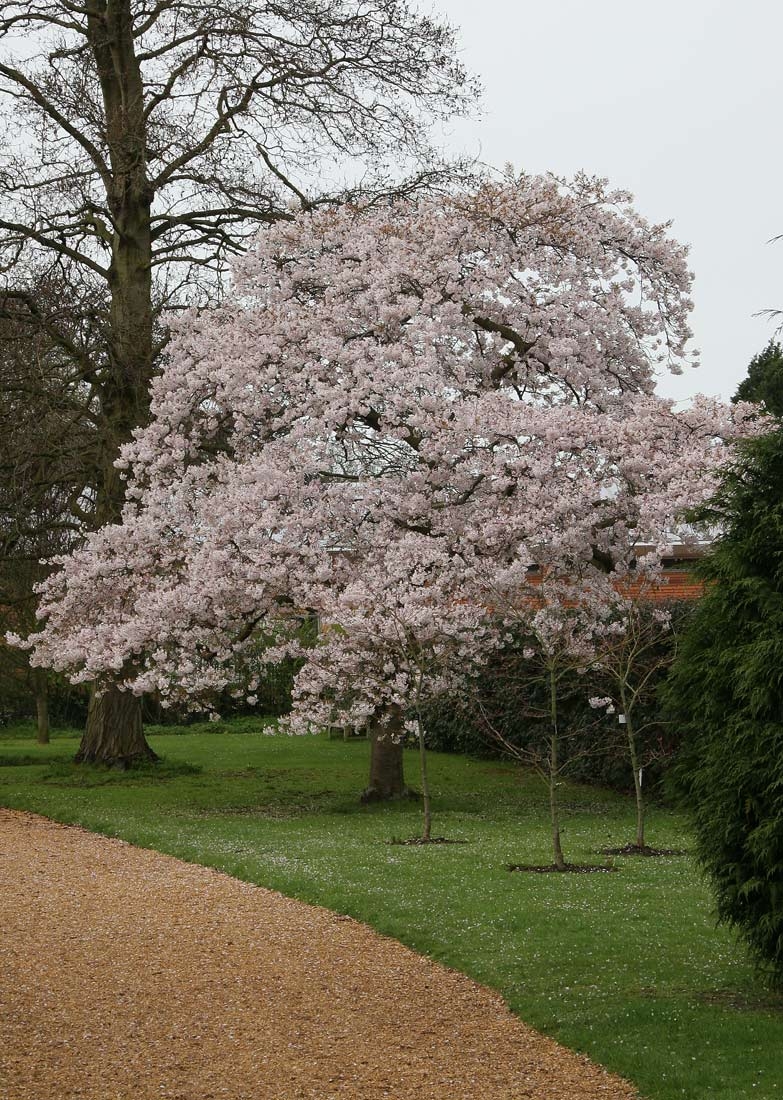 mature Prunus Yedoensis in flower