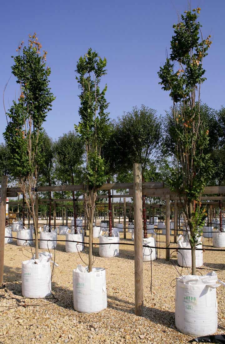 Koelreuteria paniculata Fastigiata