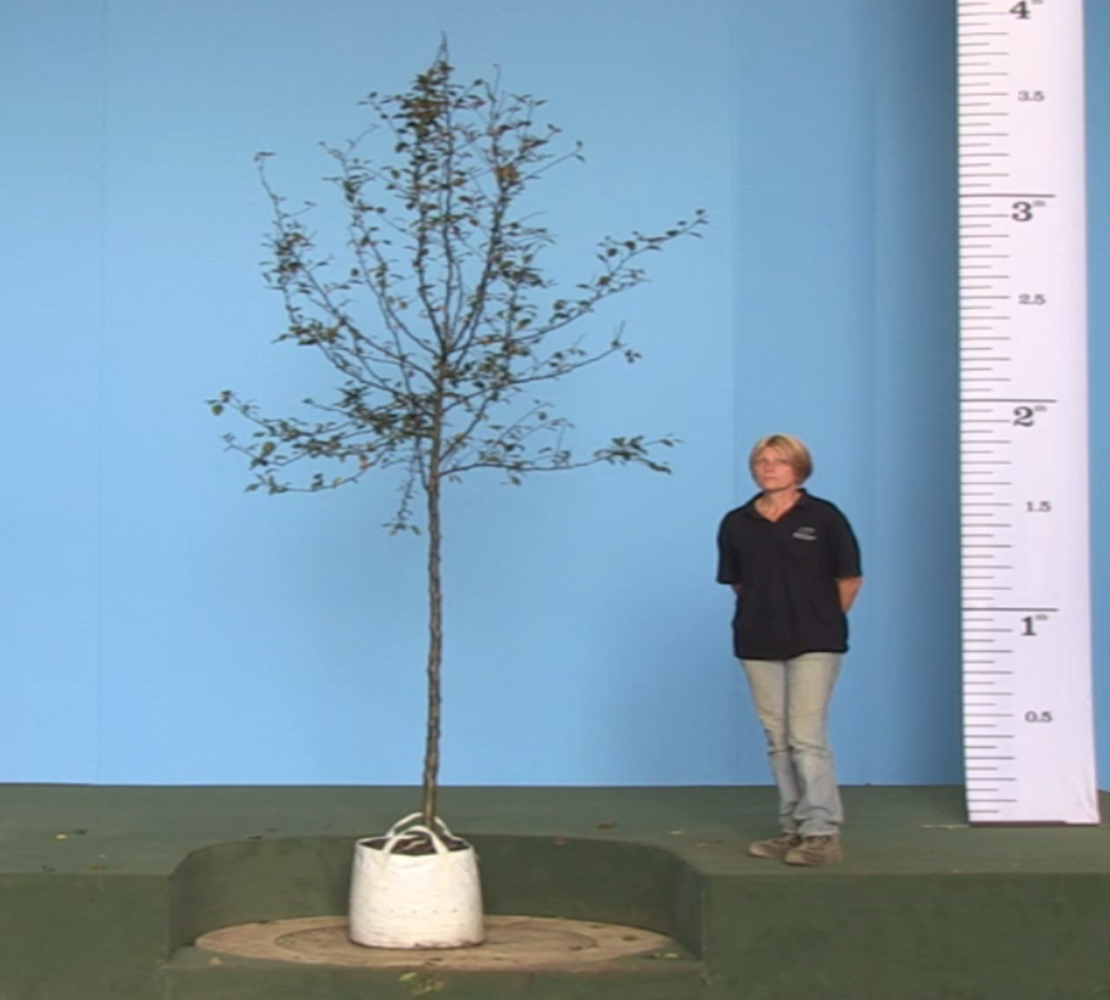 12-14cm girth Malus Profusion