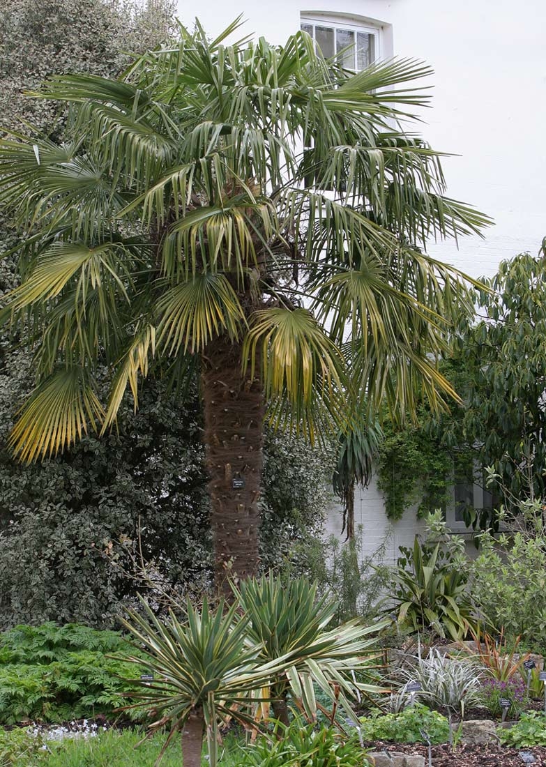 Mature Trachycarpus fortunei in a parkland environment