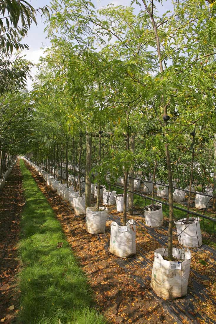 Gleditsia triacanthos at barcham trees
