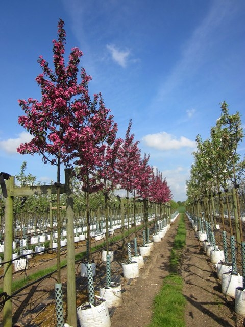 Row of Malus toringo Scarlet in flower