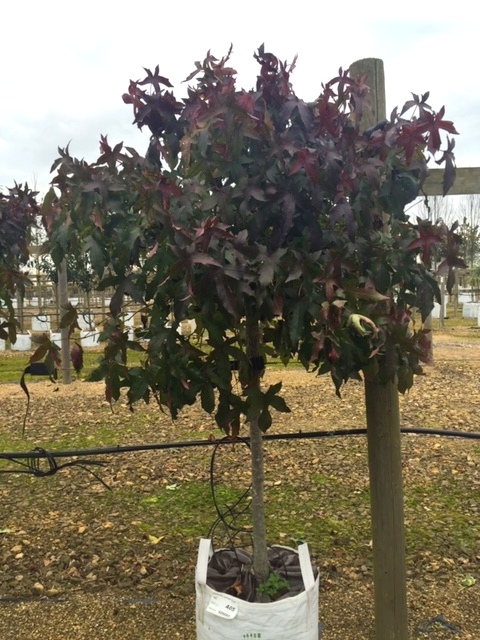 Liquidambar styraciflua Gumball autumn colour although picture was taken in February