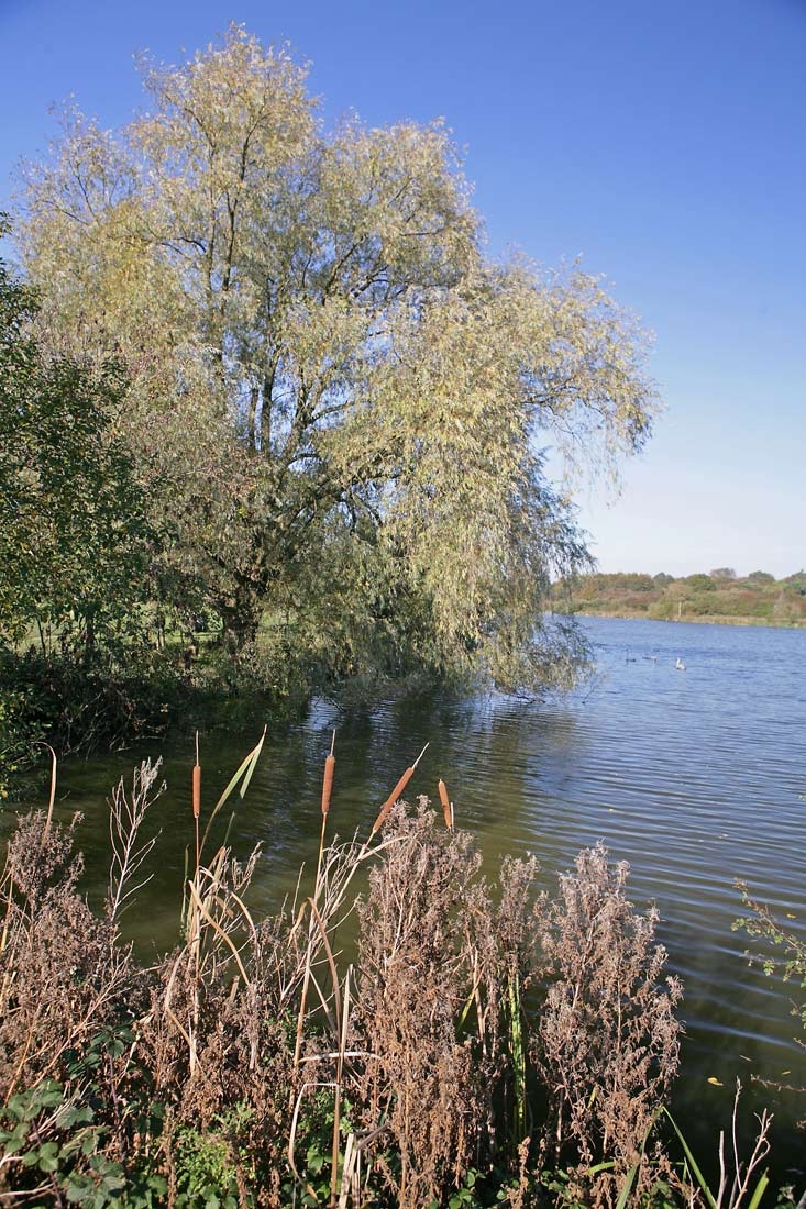 Mature Salix alba on a riverside location