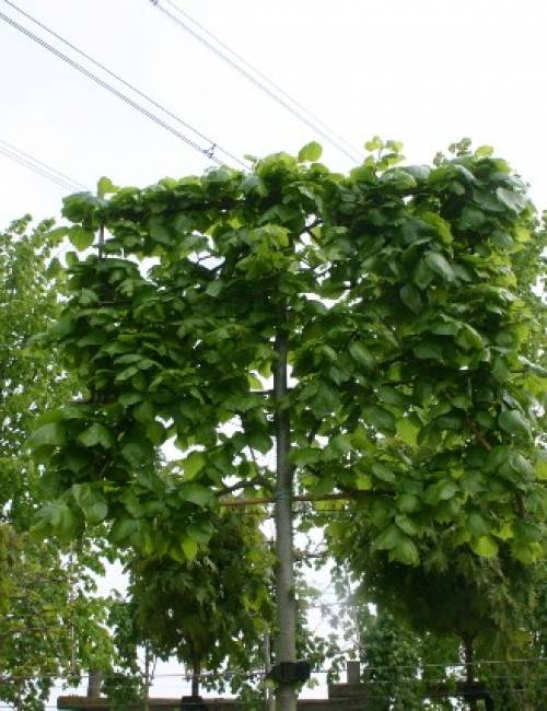 The crown of Tilia x euchlora Pleached