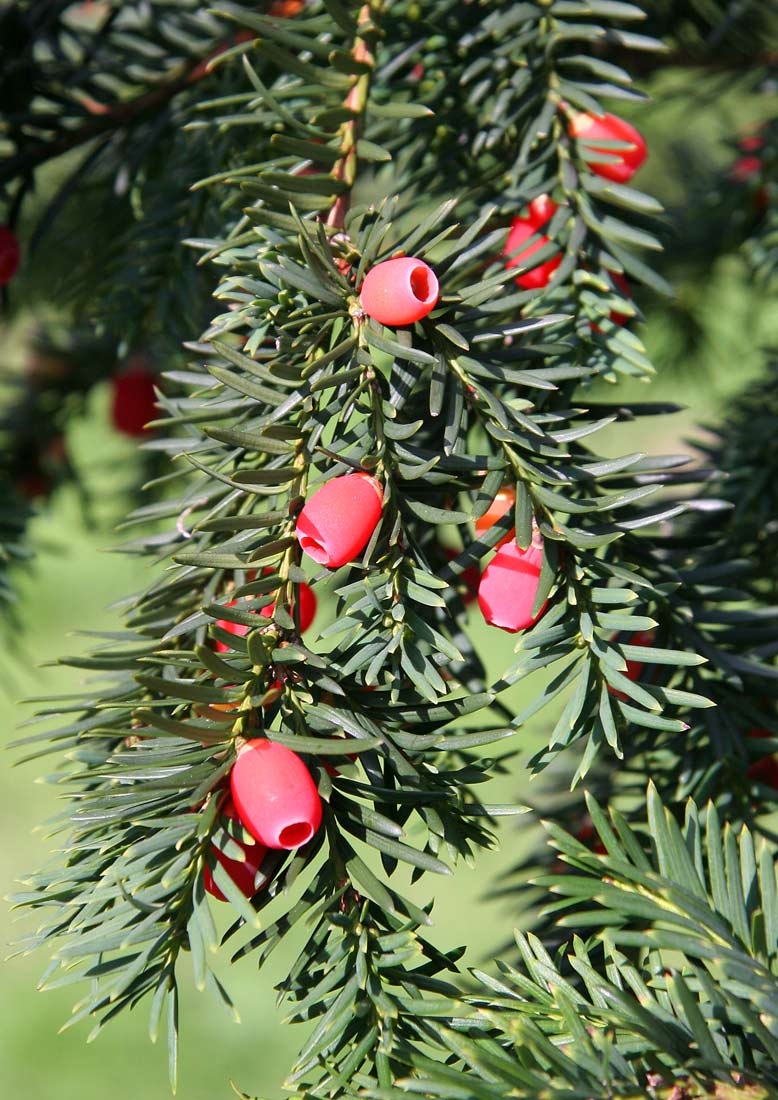 The fruit on Taxus baccata in detail