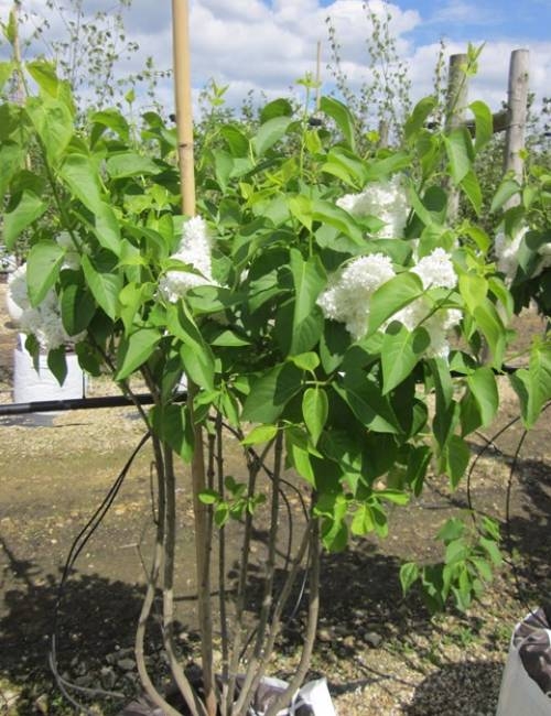 single specimen of Syringa vulgaris Alice Harding