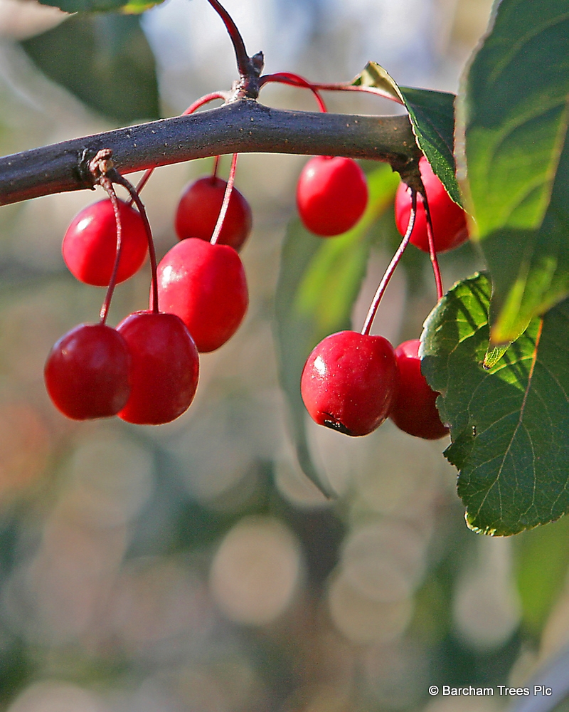the bright red berries of Malus Donald Wyman