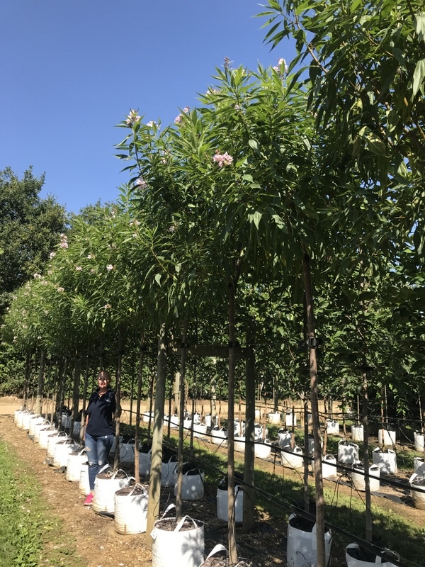Chitalpa x tashkentensis Summer Bells on the barcham nursery